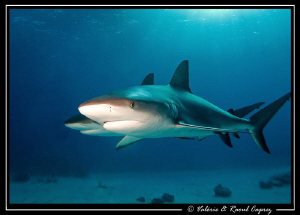 Brothers (Carcharhinus perezi) by Raoul Caprez 